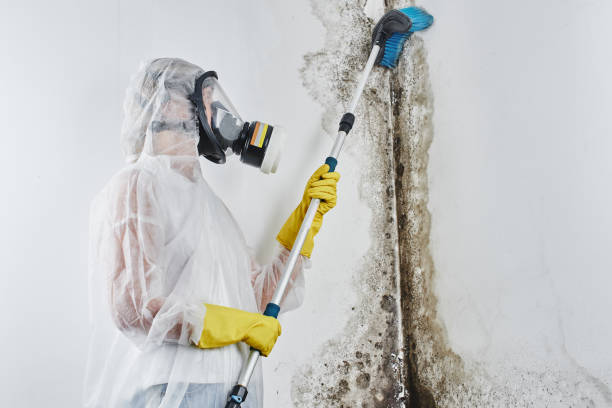 Why You Should Choose Our Mold Remediation Services in Terrell Hills, TX